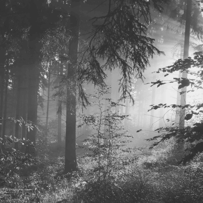 forêt naturelle française